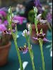 <em>Ophrys cornutula</em>